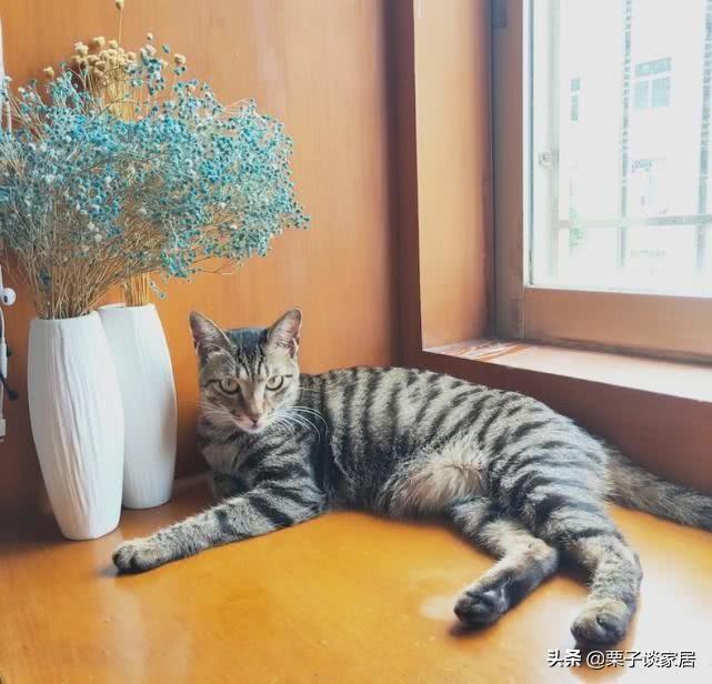 你家猫主子拉完屎扭头就走？