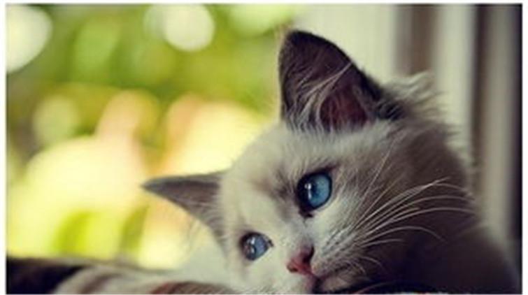 猫咪绝育后会不会记恨主人? 猫咪绝育后会不会记恨主人?