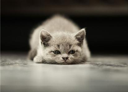 猫咪吃芬苯达唑片会中毒吗? 猫咪吃芬苯达唑片会中毒吗?