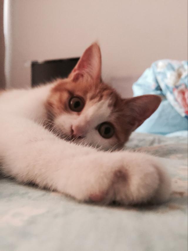 猫咪疫苗晚打几天会出大事吗？