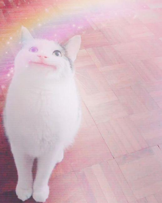 猫咪一顿到底该喂多少才不伤胃？