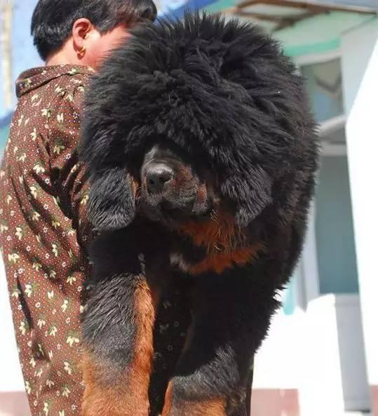 欧冠八强抽签为什么总能让人血压飙升？