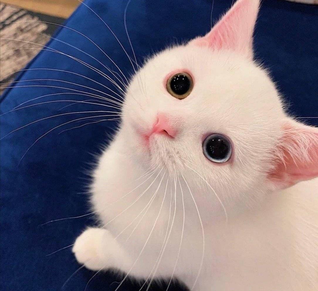 你家主子真的配得上 咪咪 这种名字吗? 你家主子真的配得上 咪咪 这种名字吗?