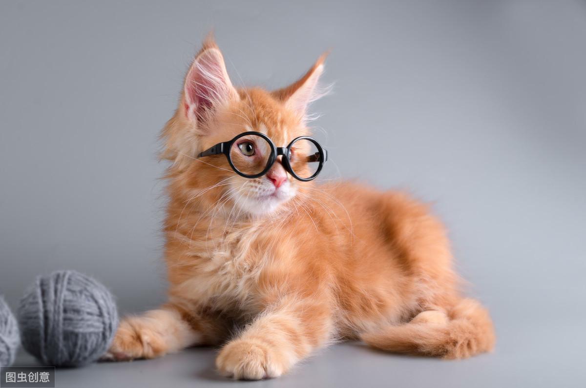 零基础能跳好小猫咪舞蹈吗? 零基础能跳好小猫咪舞蹈吗?