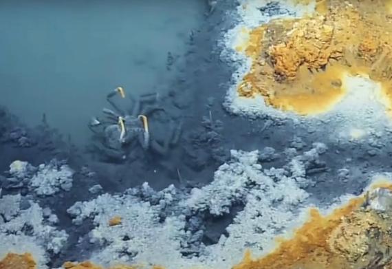 免费看猫片真的靠谱吗? 免费看猫片真的靠谱吗?