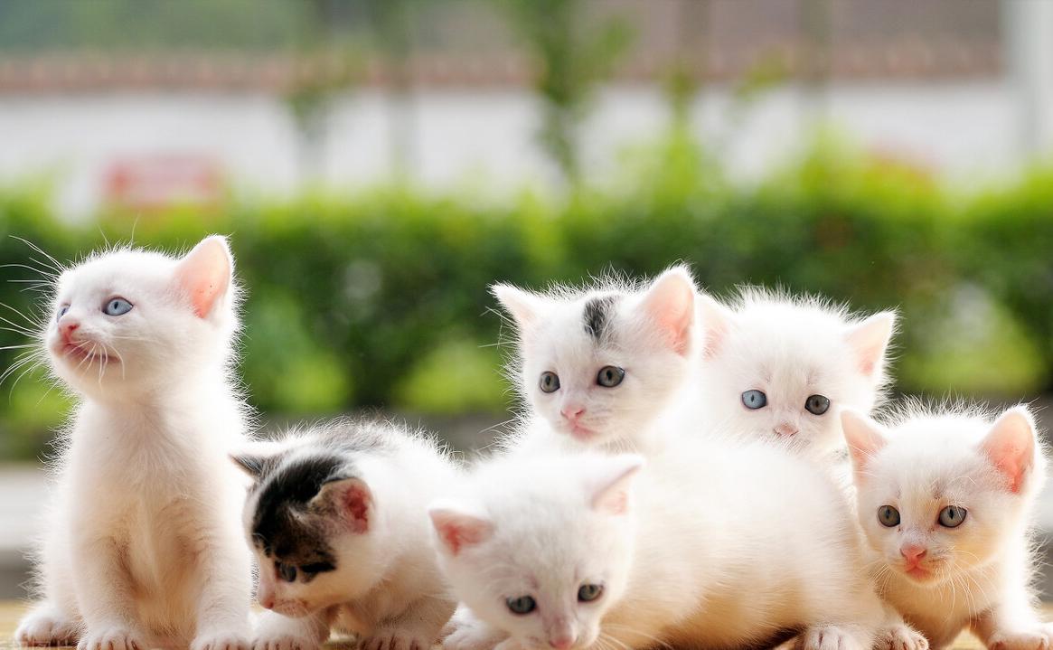 刚接回家的奶猫到底啥时候能打疫苗？