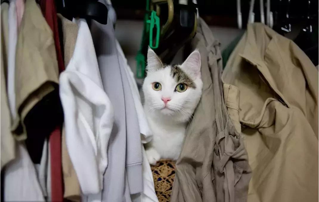 猫咪掉成蒲公英了能直接剃光吗？