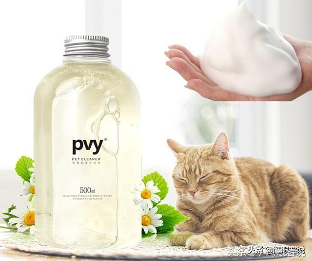 猫咪突然吐黄水泡沫，新手铲屎官该怎么办？