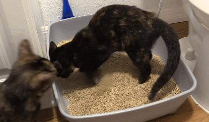 圣荷西华人论坛到底该怎么玩转？