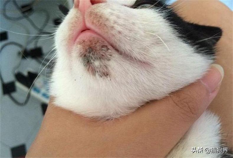 猫咪突然不吃饭会饿死吗？