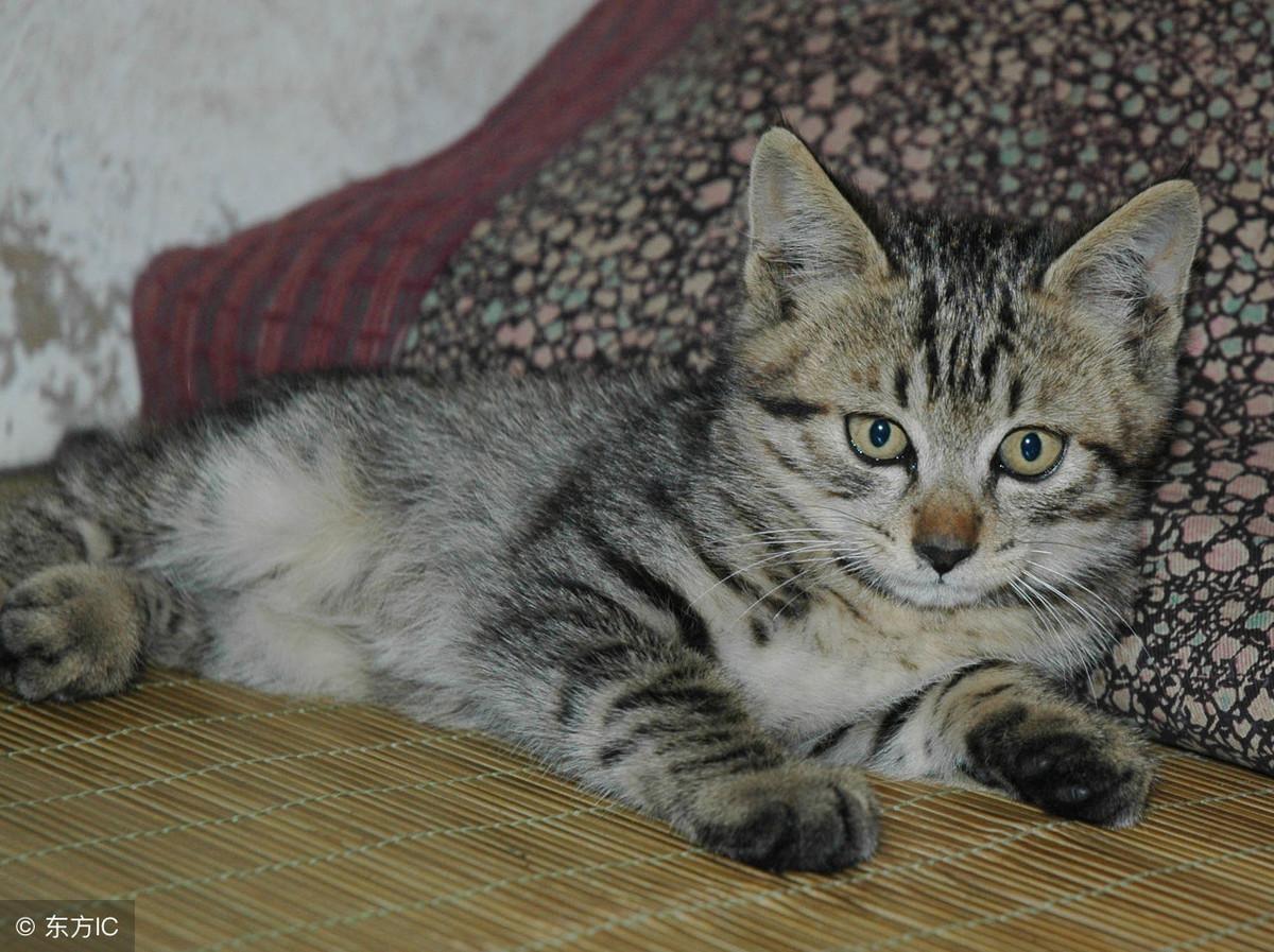 二手菱帅值不值得买？万元预算避坑指南为你省3万