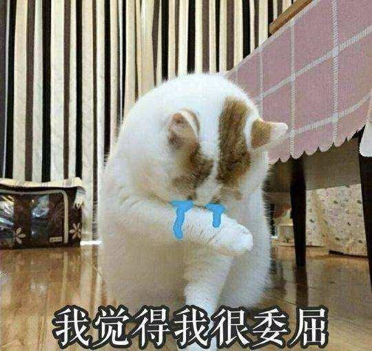 猫咪得了猫瘟真的能活下来吗？