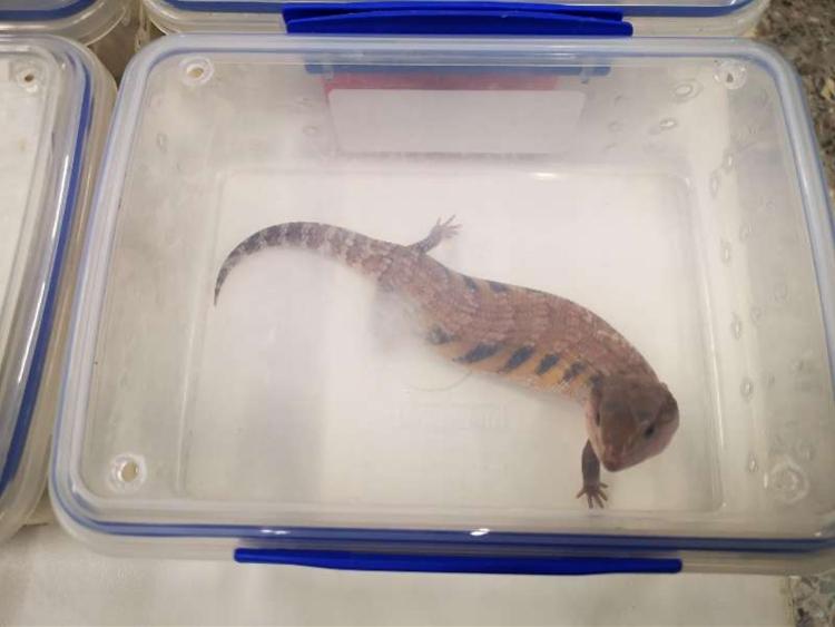 带猫坐高铁必须知道的5件事？