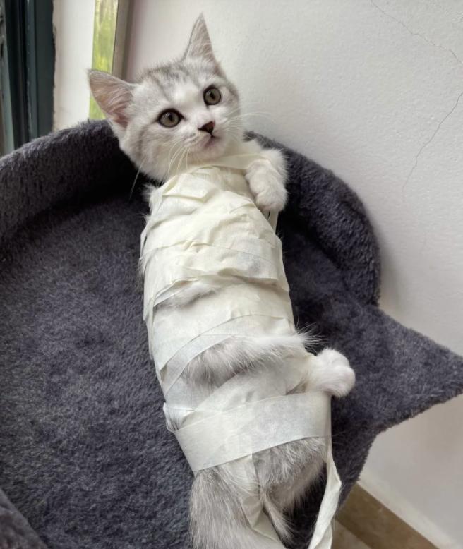 风迪思真的能帮新手快速入门吗? 风迪思真的能帮新手快速入门吗?