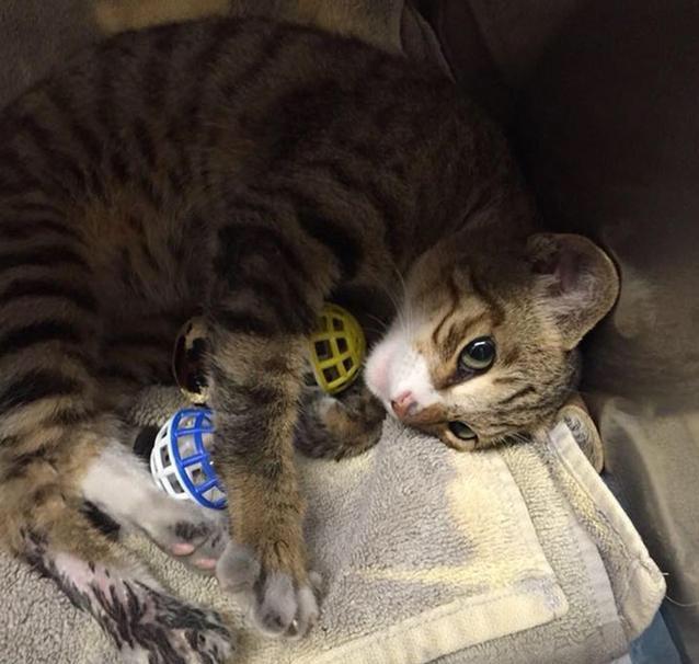 为什么别人家的情侣猫照片总能刷爆朋友圈? 为什么别人家的情侣猫照片总能刷爆朋友圈?