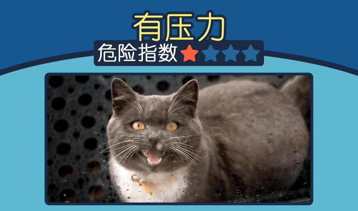 猫咪为什么总吐?新手必看的5个救命知识点! 猫咪为什么总吐?新手必看的5个救命知识点!