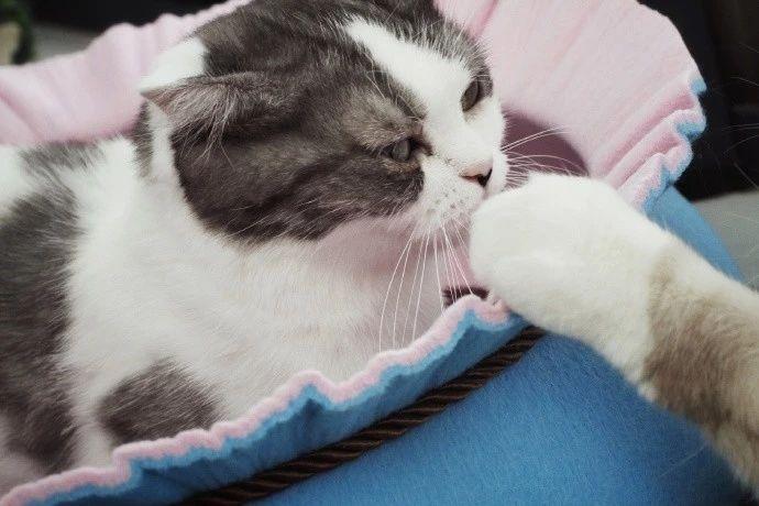 为什么我的猫咪总在游戏里迷路？