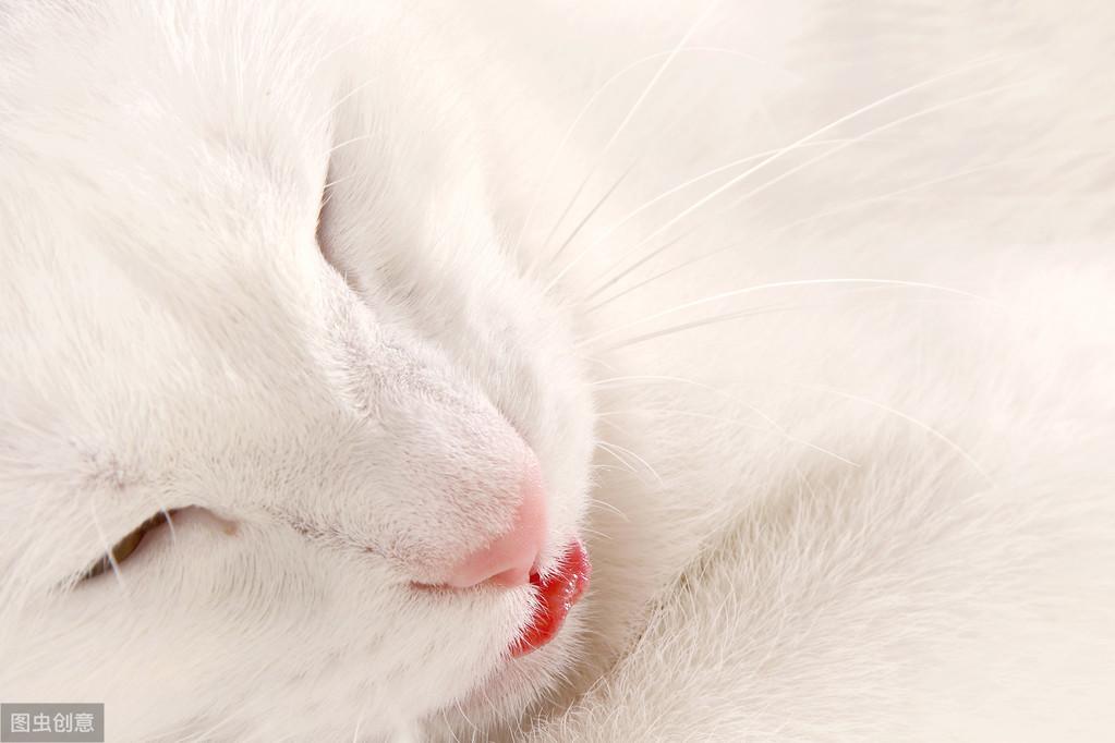 给猫喂花生会不会要了它的命? 给猫喂花生会不会要了它的命?