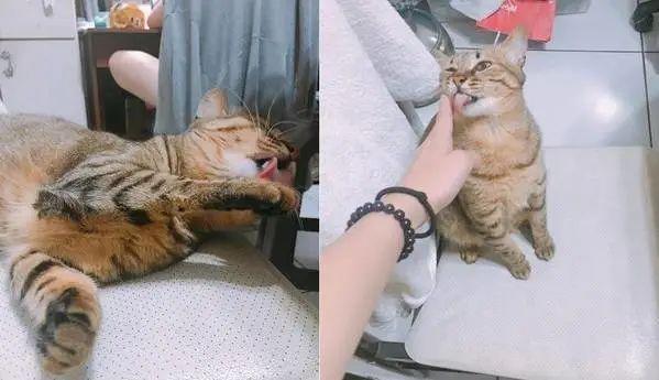 猫咪的性别到底该怎么区分？看菊花位置还是摸蛋蛋？