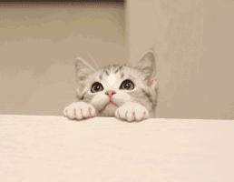 如何让TA心甘情愿当你的专属铲屎官？