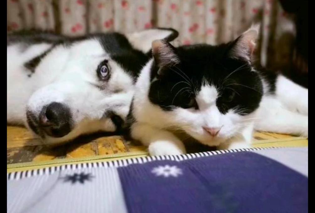 给猫主子起名比找对象还难？