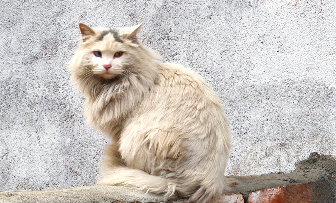 猫咪天天吃蛋黄真能化毛？这些真相新手必须知道！