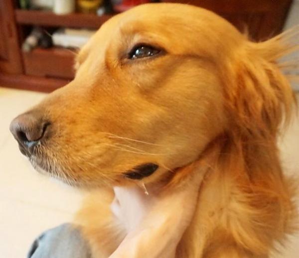 猫咪流口水发臭是中毒前兆吗？