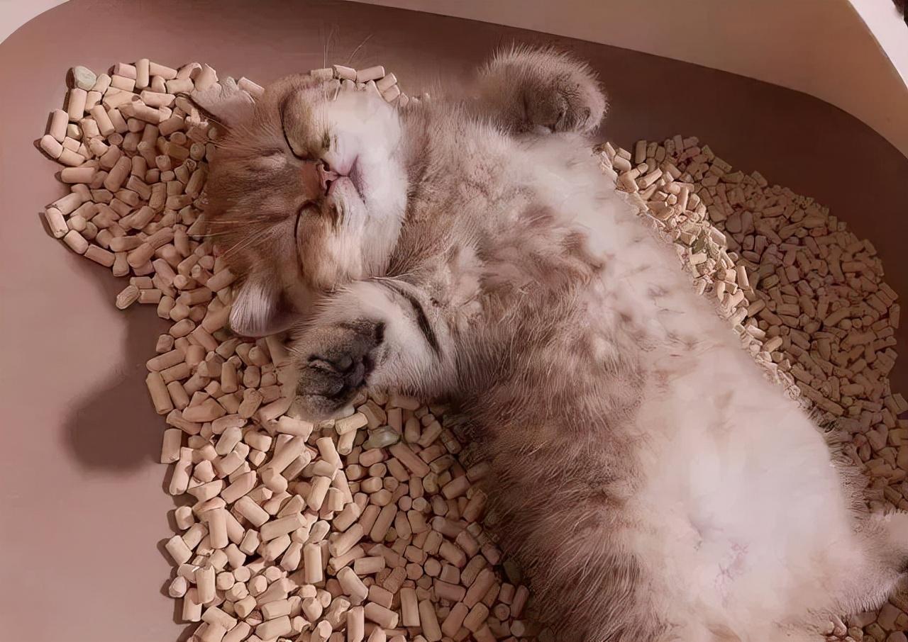 新手铲屎官必看:哪种猫砂能让主子乖乖上厕所? 新手铲屎官必看:哪种猫砂能让主子乖乖上厕所?