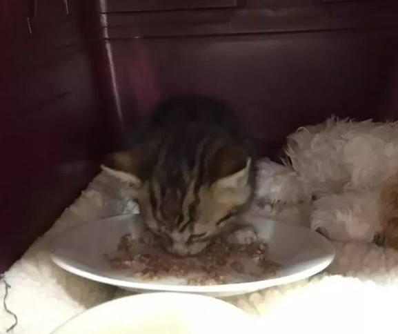 猫咪为什么总在门口叫个不停？