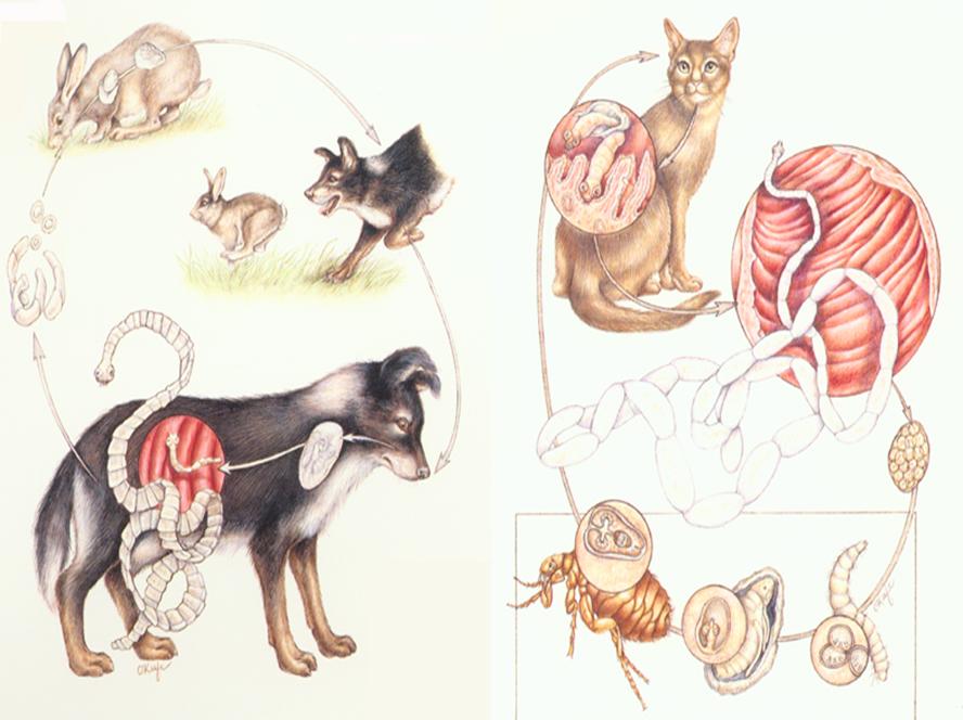 猫咪感染绦虫该用哪种驱虫药最有效？