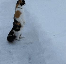 新手拍猫片没人看?手把手教你玩转猫咪TV! 新手拍猫片没人看?手把手教你玩转猫咪TV!