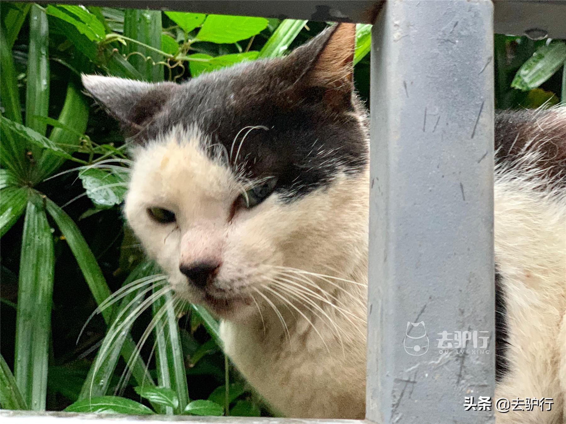 为什么女生总爱用猫咪当头像？