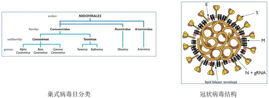 猫咪冠状病毒会传染给人吗？