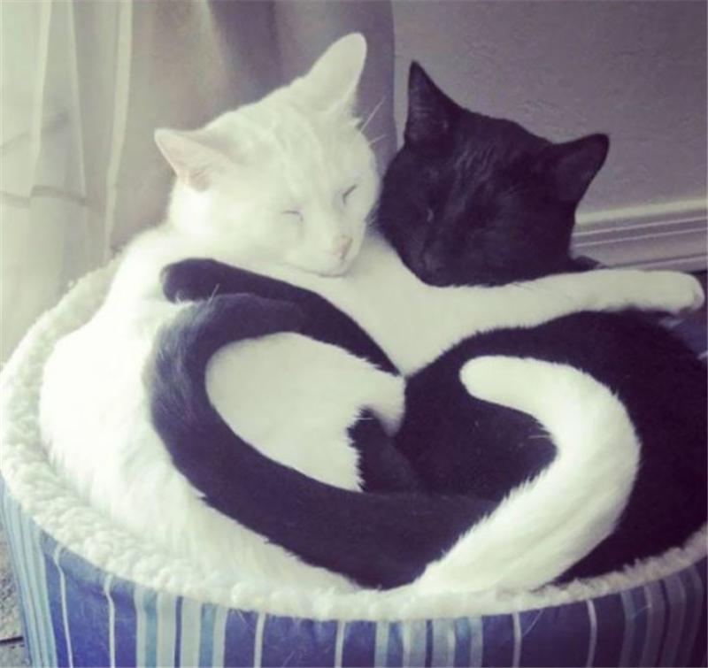 猫咪看世界真的只有黑白灰吗？