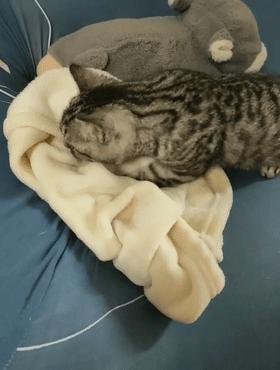 猫咪热到吐舌头还能活蹦乱跳吗？