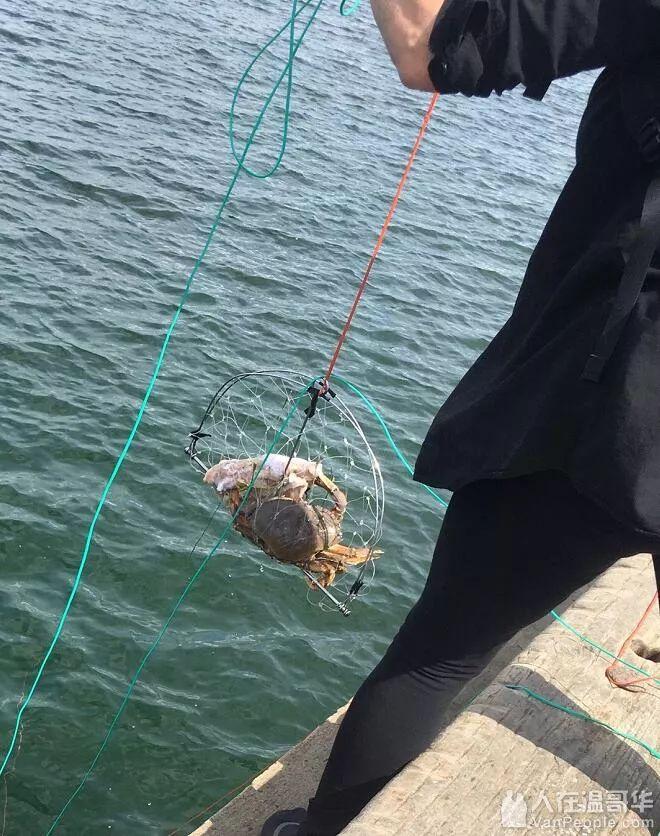 刚来西温哥华找不到组织？这7个华人论坛你必须知道！