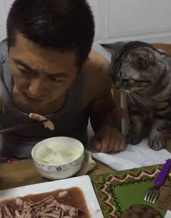 猫咪偷吃鱿鱼丝会中毒吗？