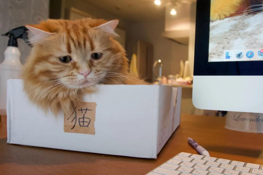 猫咪总在咕噜噜是生病了吗? 猫咪总在咕噜噜是生病了吗?