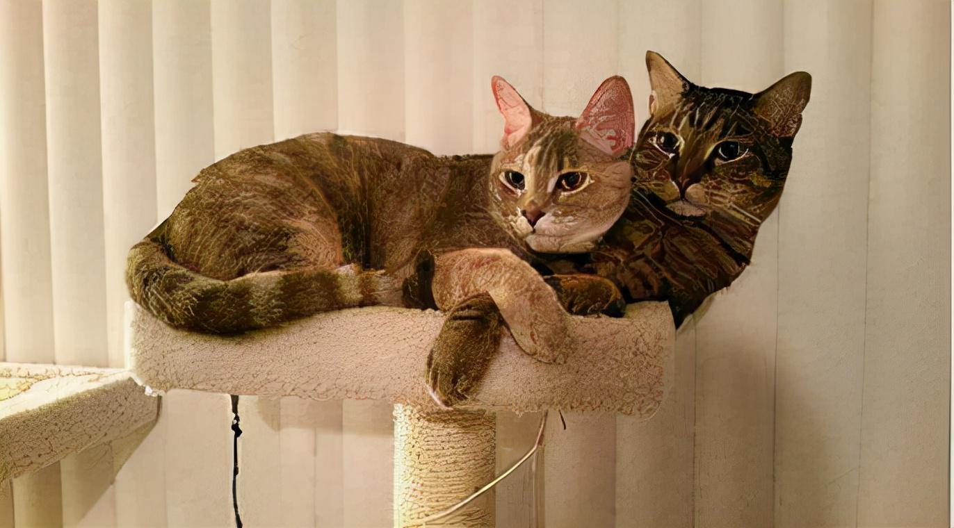 猫咪1岁等于人类几岁？答案跟你想的完全不一样！