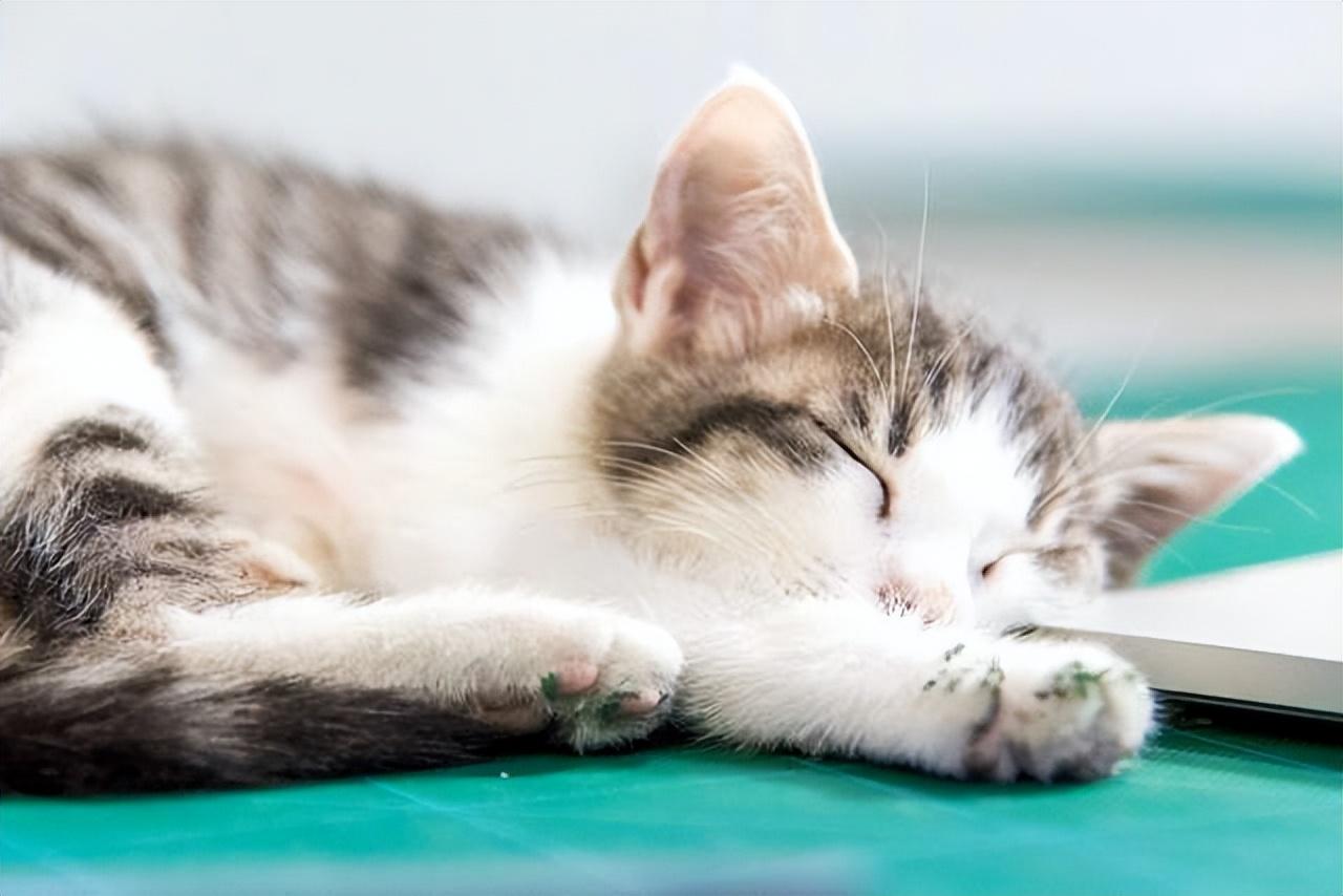 猫咪突然整天睡觉没精神是生病了吗？