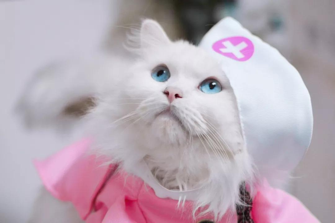 猫咪尿很黄是不是得了大病？