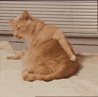 为什么我家猫的屁股总飘来谜之臭味? 为什么我家猫的屁股总飘来谜之臭味?