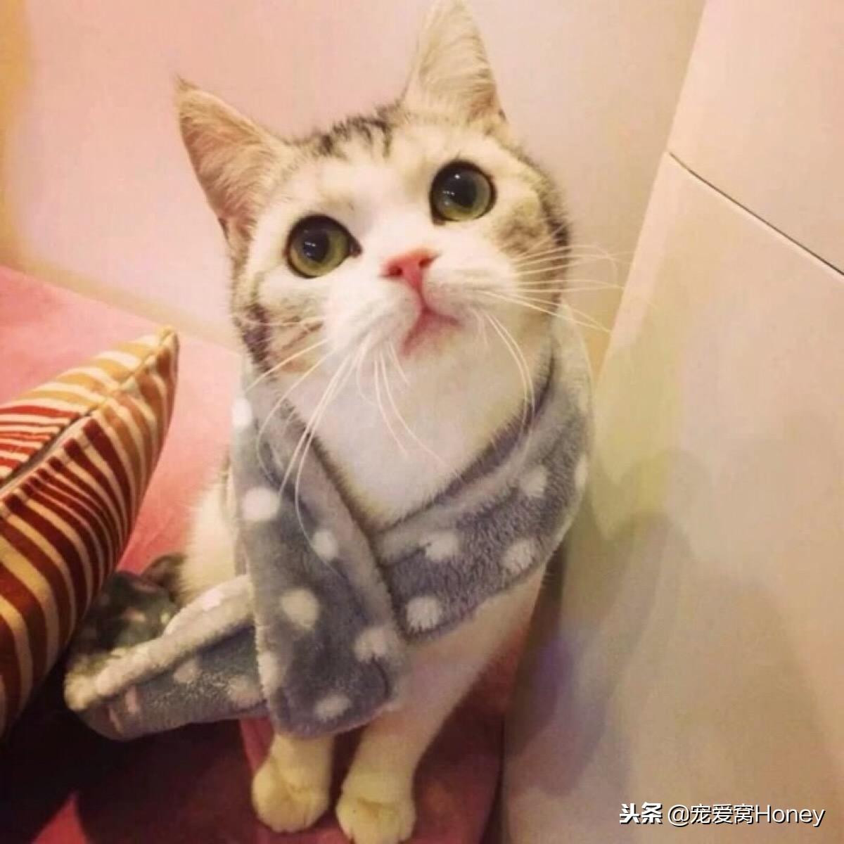 第一次养猫需要下载哪些生存指南？