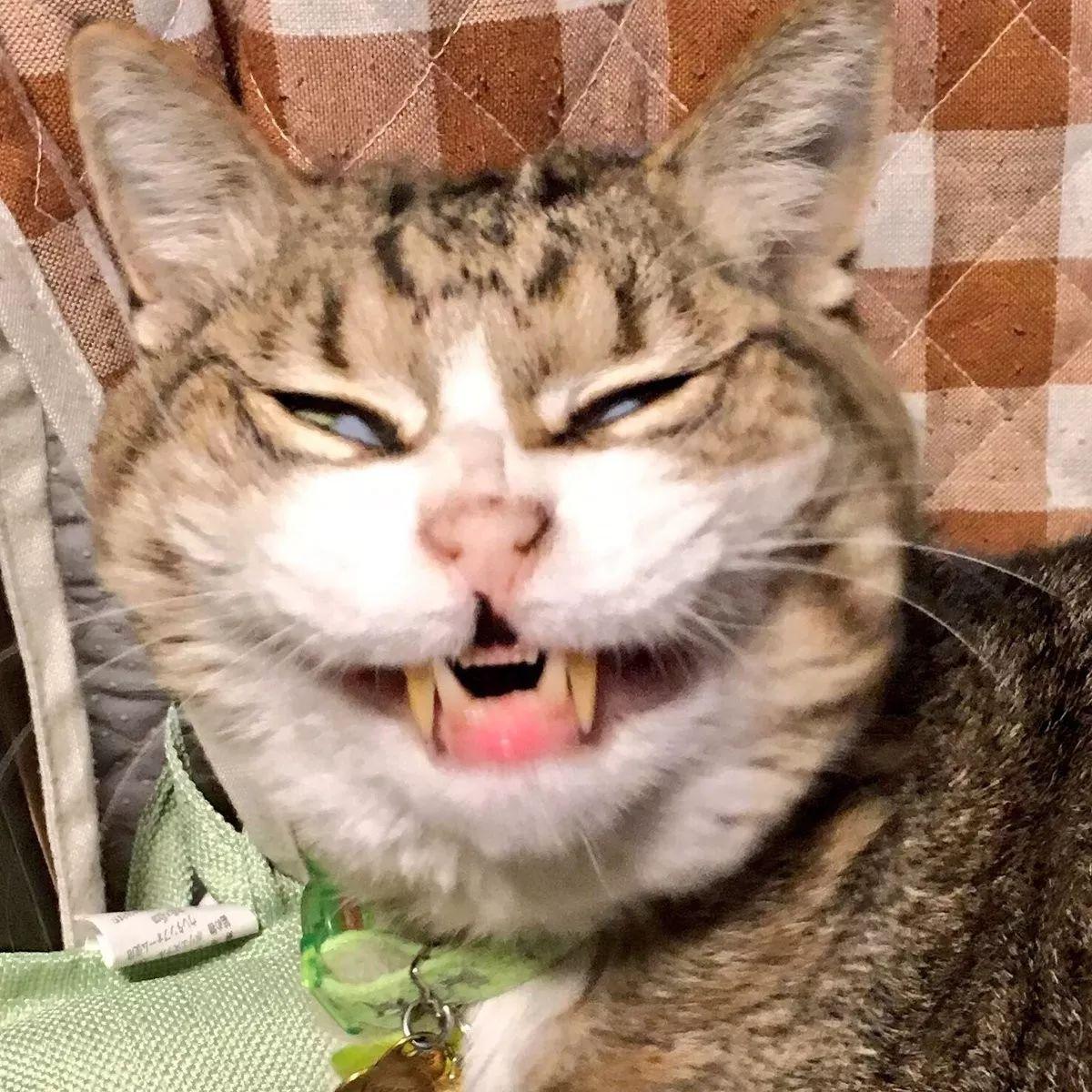 你家猫主子为啥总对你翻白眼？