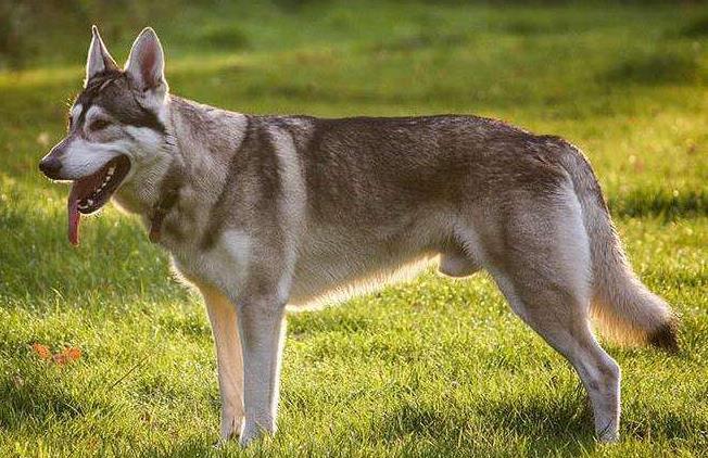 nba是什么级别的比赛（nba是什么级别的比赛啊）