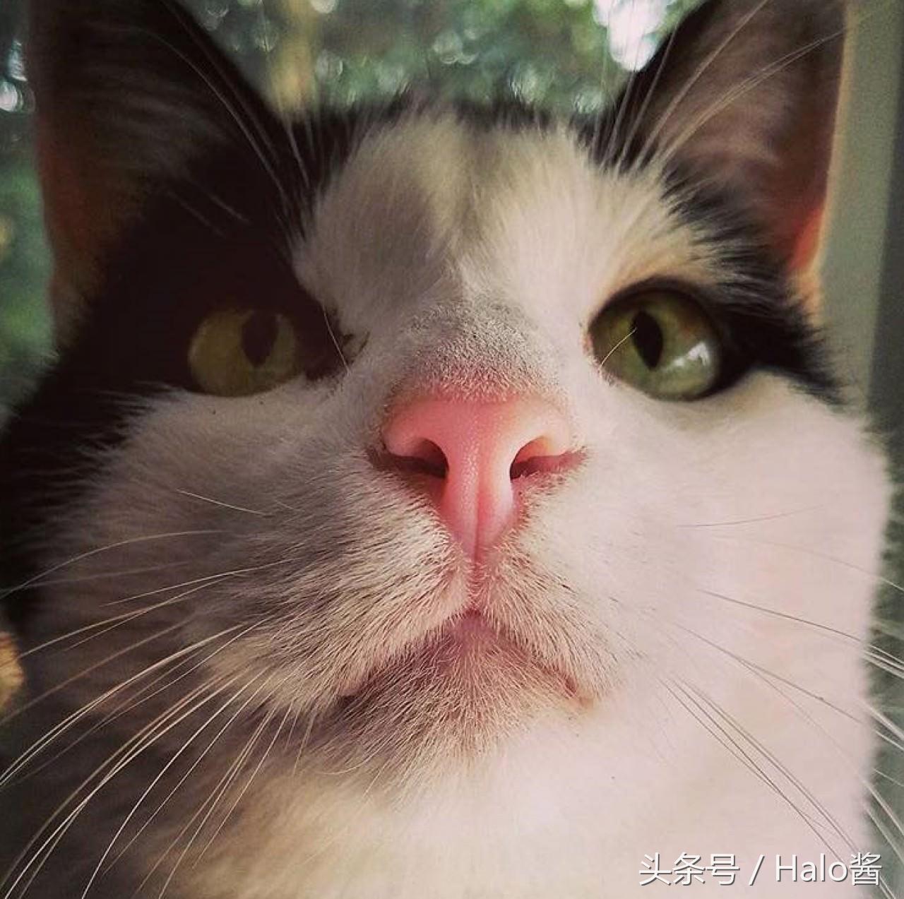 你知道你家猫主子是什么色号吗？