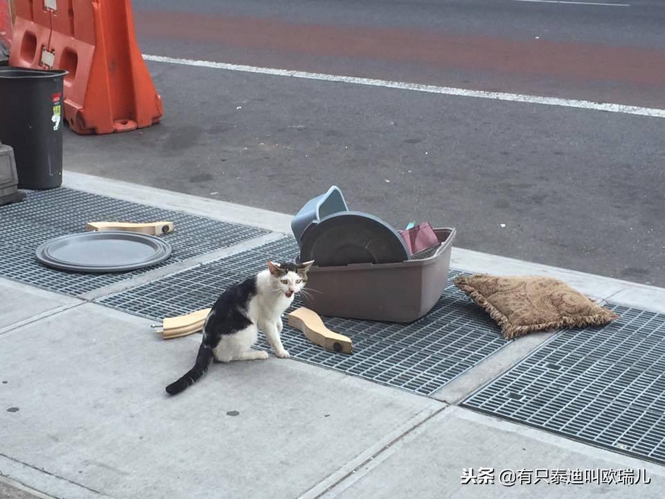 猫咪总往猫砂盆跑是怎么回事？