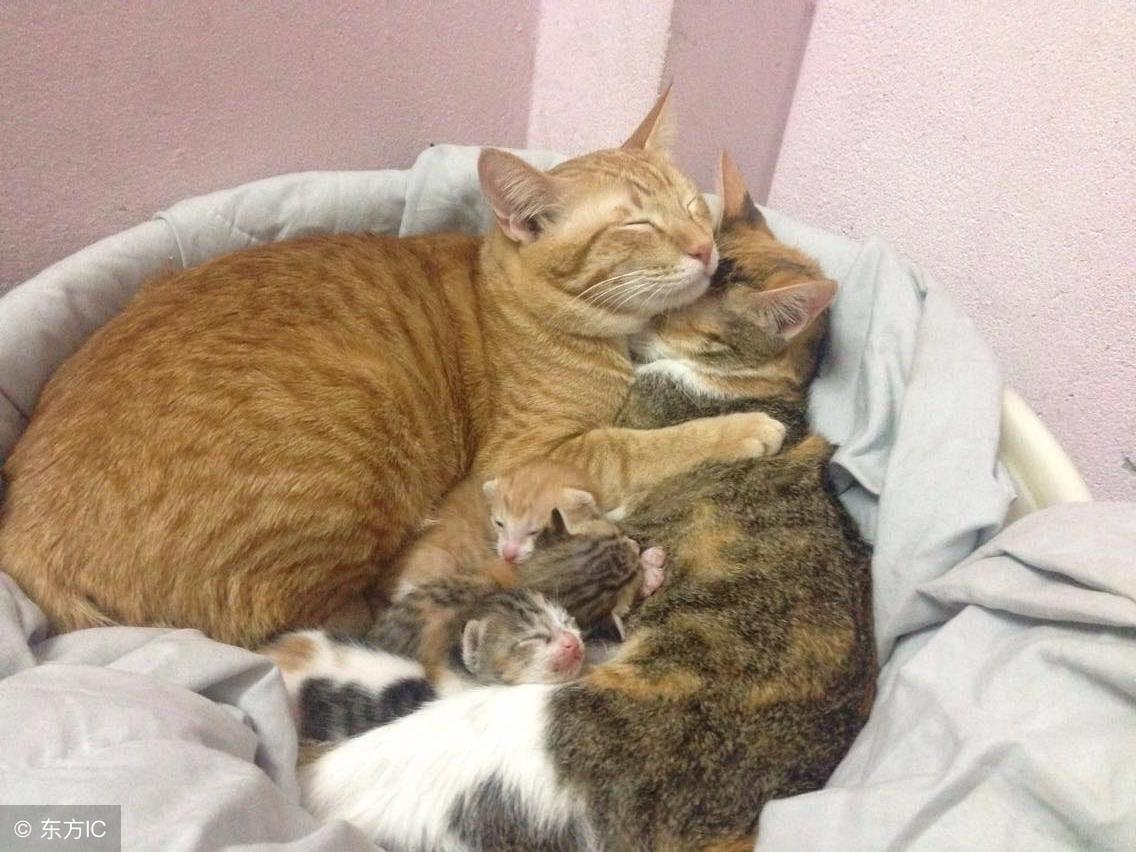 猫咪多大可以生小猫?这些知识铲屎官必须知道 猫咪多大可以生小猫?这些知识铲屎官必须知道