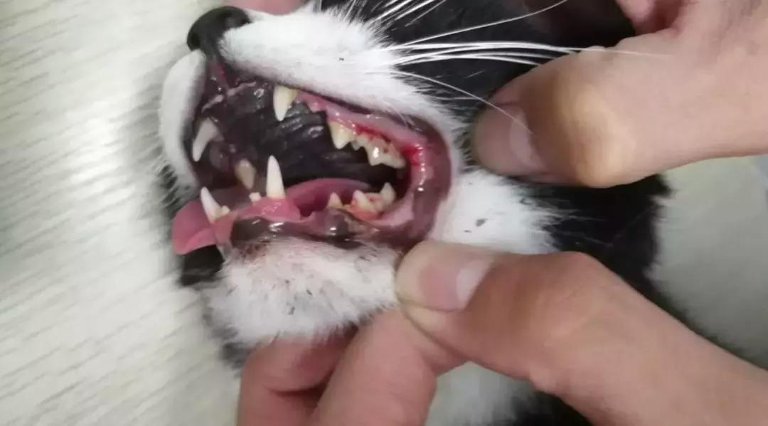 猫咪口腔增生息肉会自己消失吗？