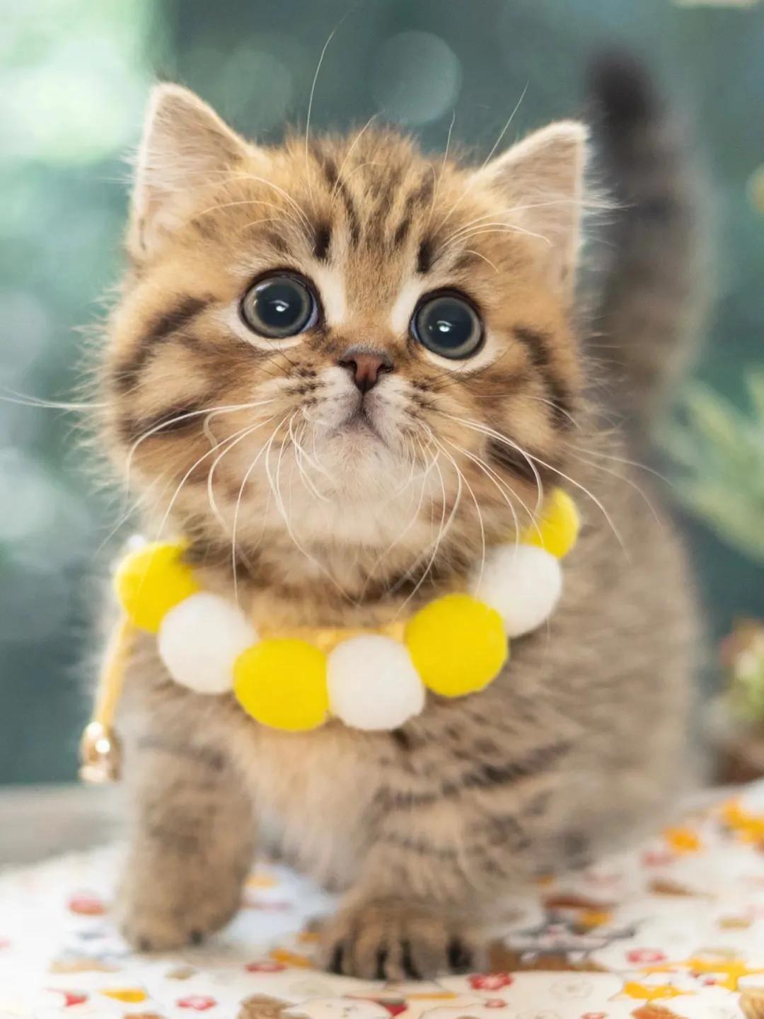 为什么别人的猫咪头像总是比你可爱？